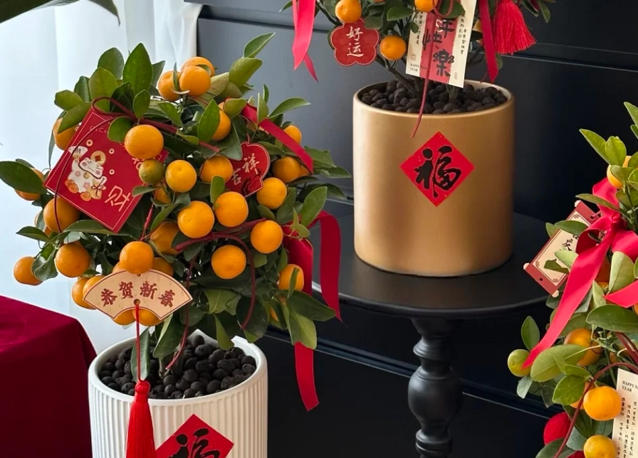 橘子樹盆栽照顧