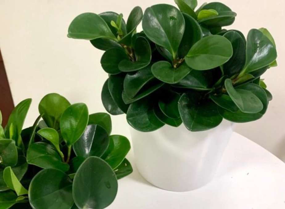 金錢樹圓葉養護