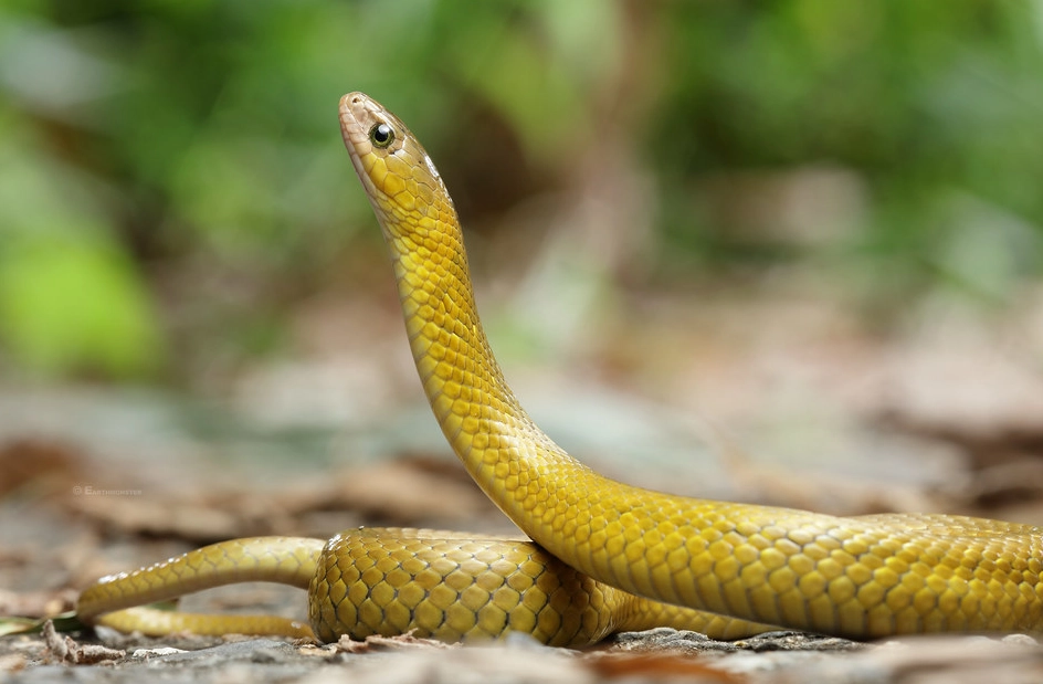 夢境解析黃蛇 夢境解析黃蛇