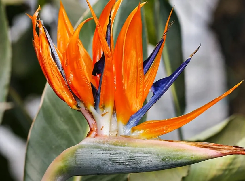 天堂鳥養護方法