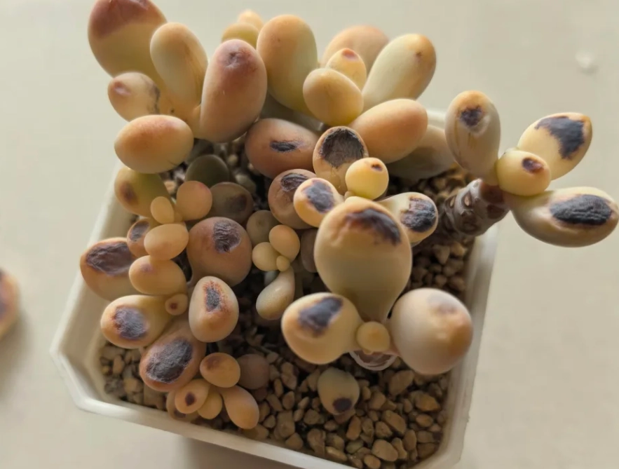 多肉植物變黑處理