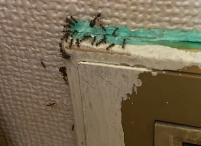 夢見螞蟻在牆上 解析