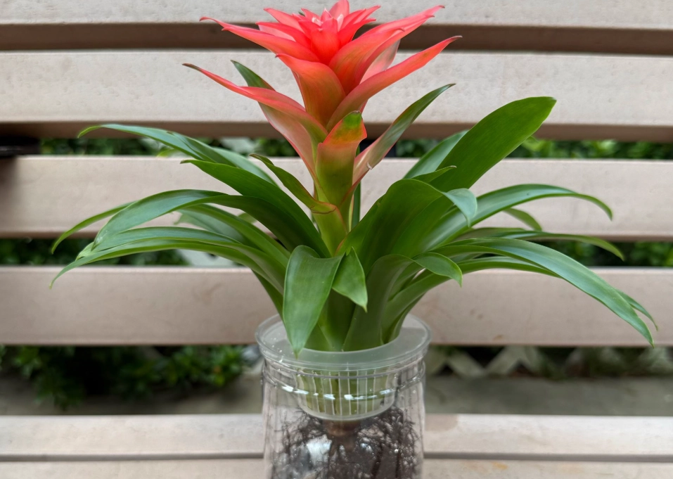 鳳梨花室內照顧