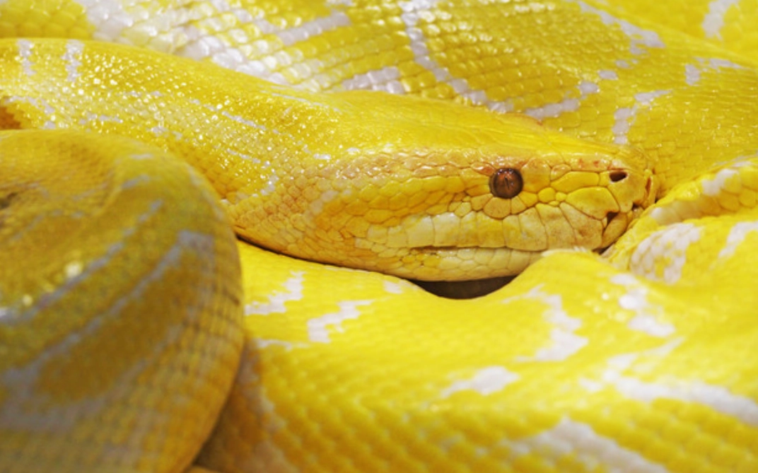 黃色蛇夢境心理學 黃色蛇夢境心理學