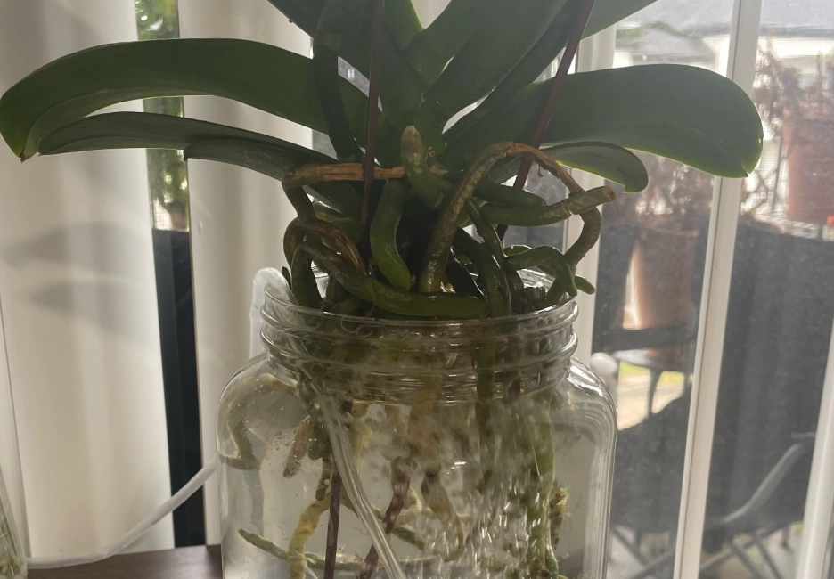 蝴蝶蘭 水培 方法