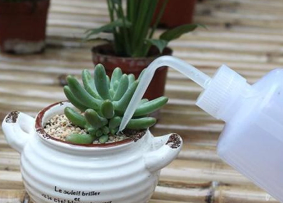 夏天多肉植物照顧