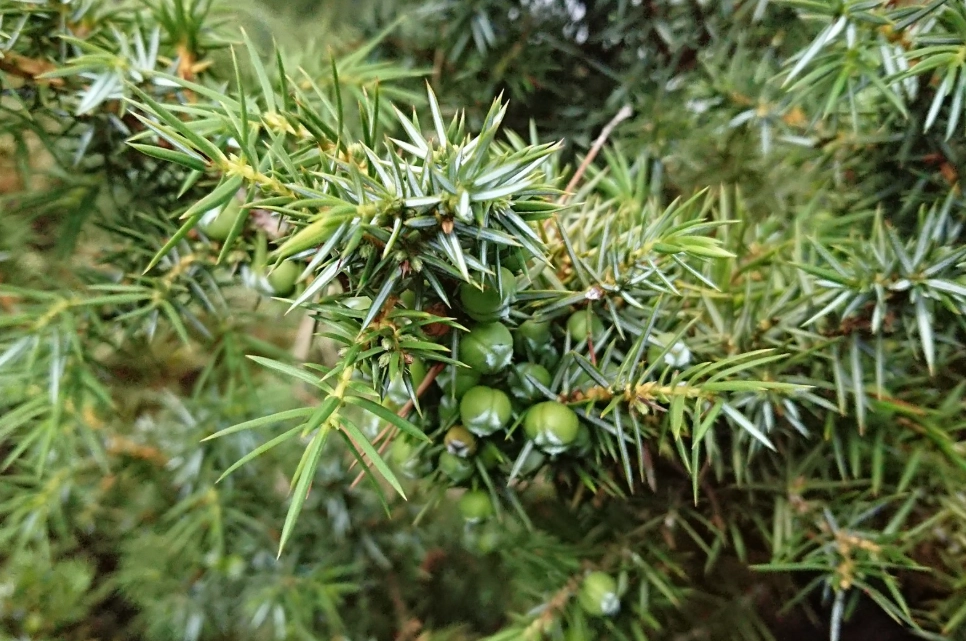 刺柏病蟲害防治