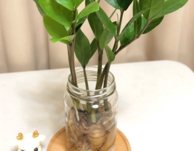 金錢樹養護技巧