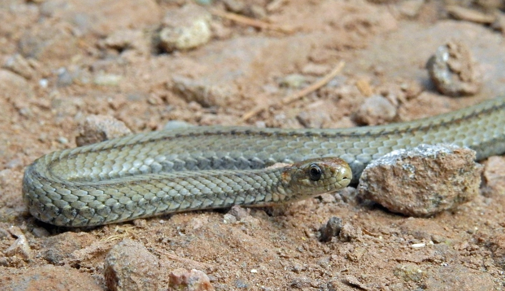 夢到很多蛇 夢到很多蛇