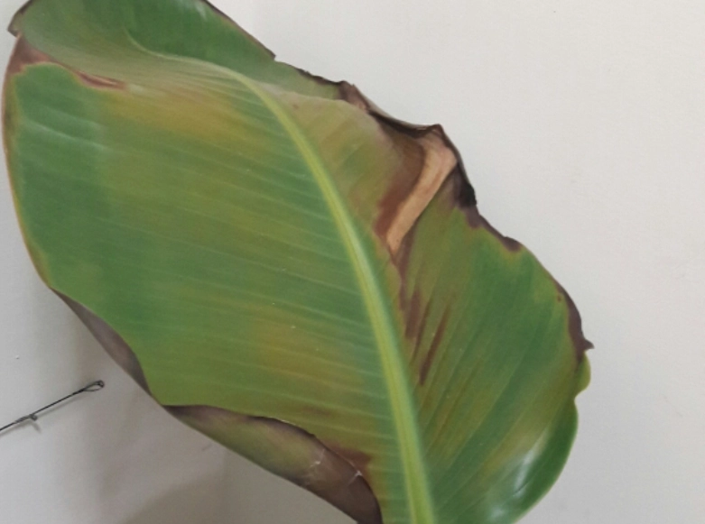 天堂鳥葉子發黃