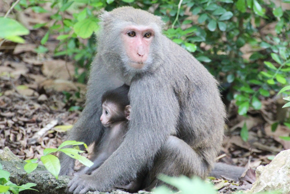 夢見猴子心理學