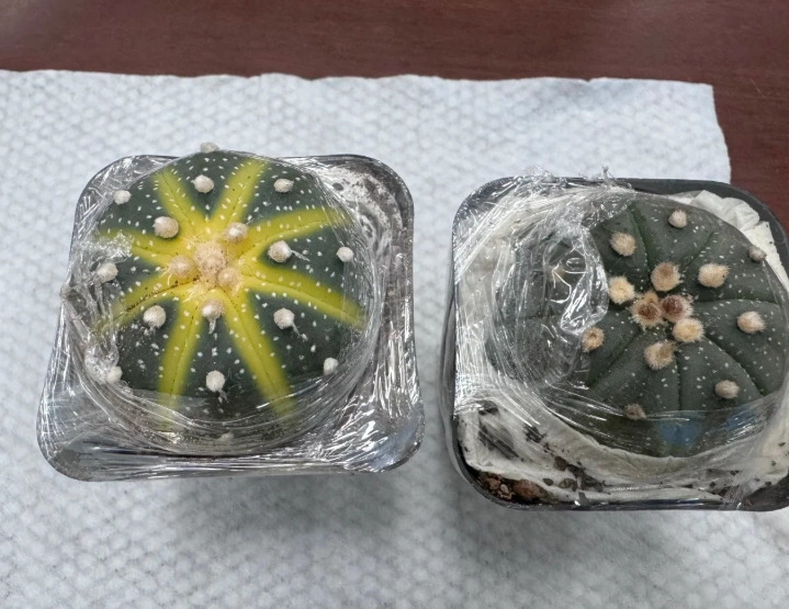 多肉植物黃化處理