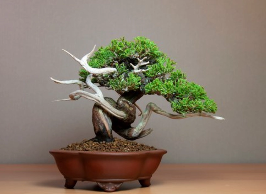 真柏盆景如何挑