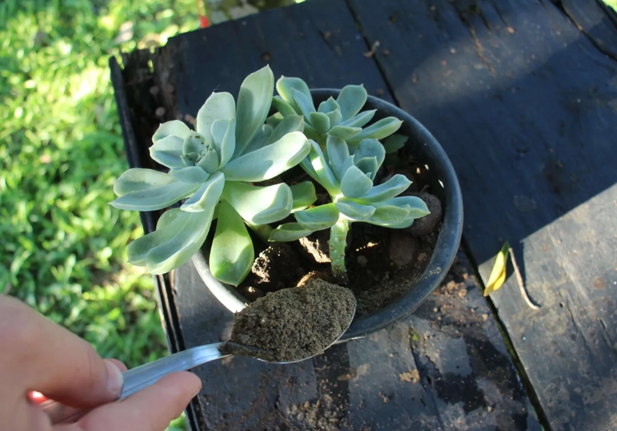 多肉植物肥料DIY