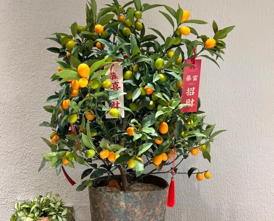 盆栽橘子樹種植