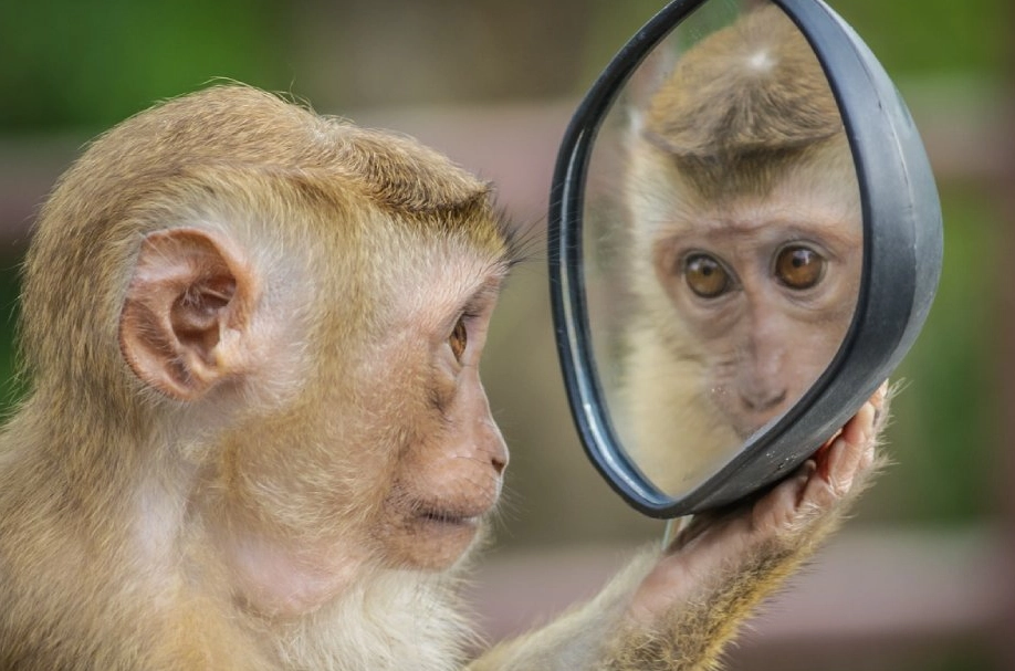 夢見猴子心理學