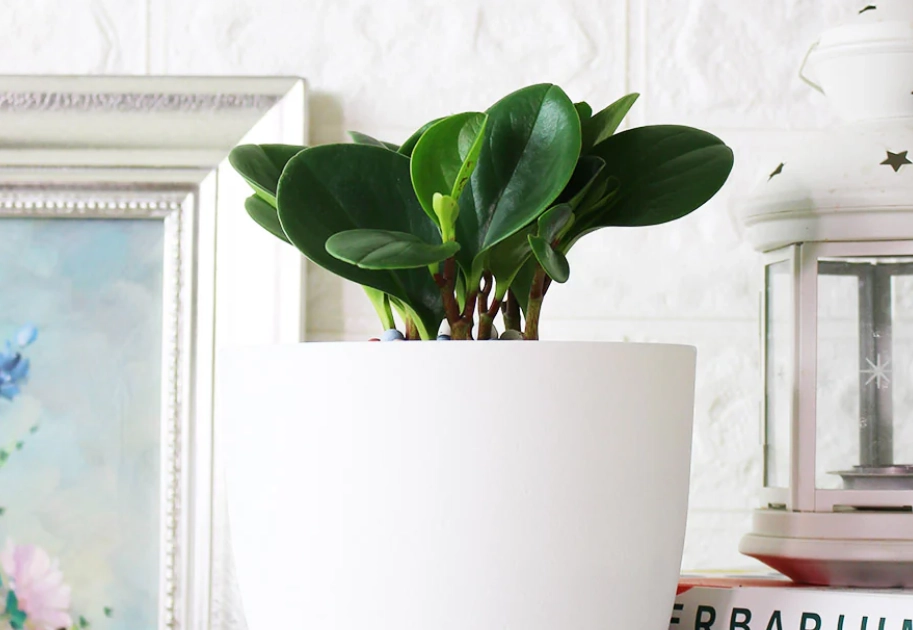 金錢樹圓葉病蟲害