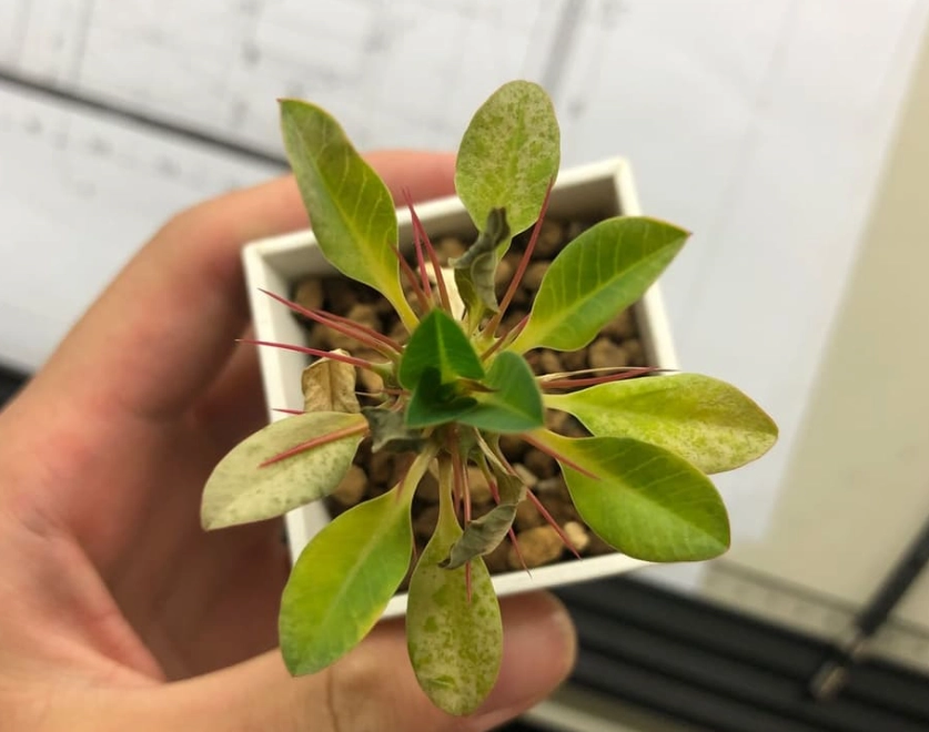 鬼棲閣養護技巧