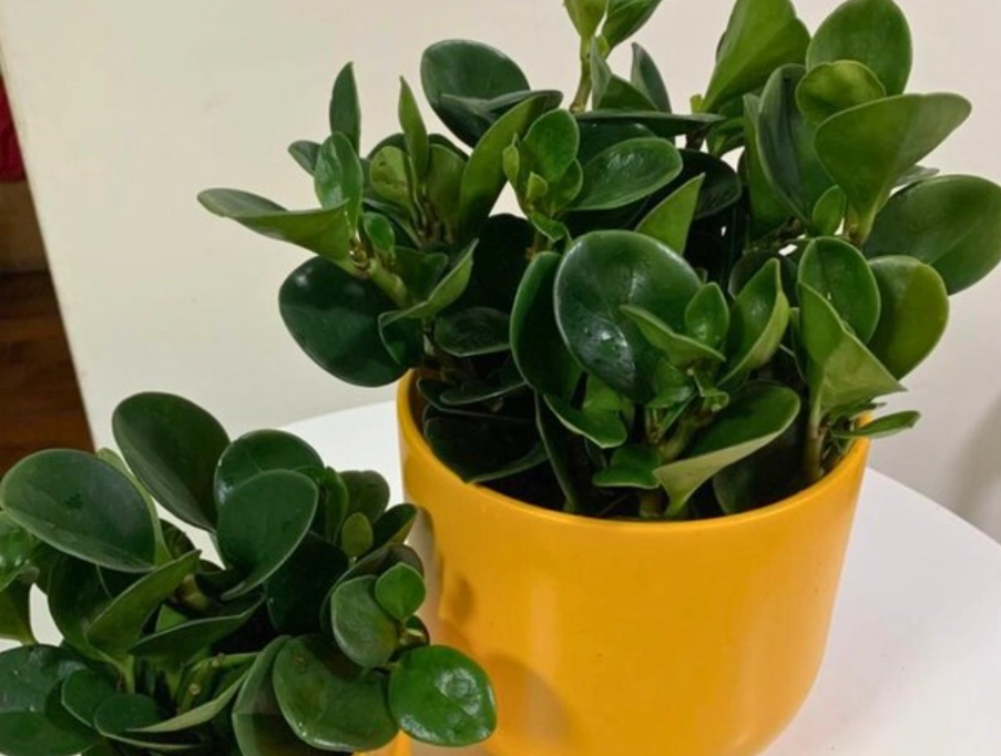 圓葉金錢樹種類