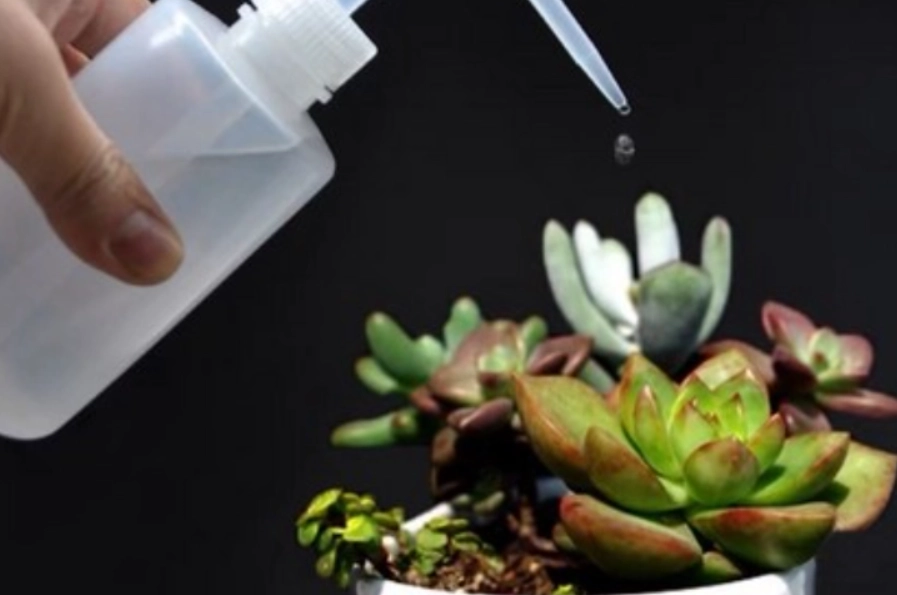 多肉植物澆水技巧