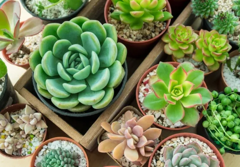 多肉植物養護方法