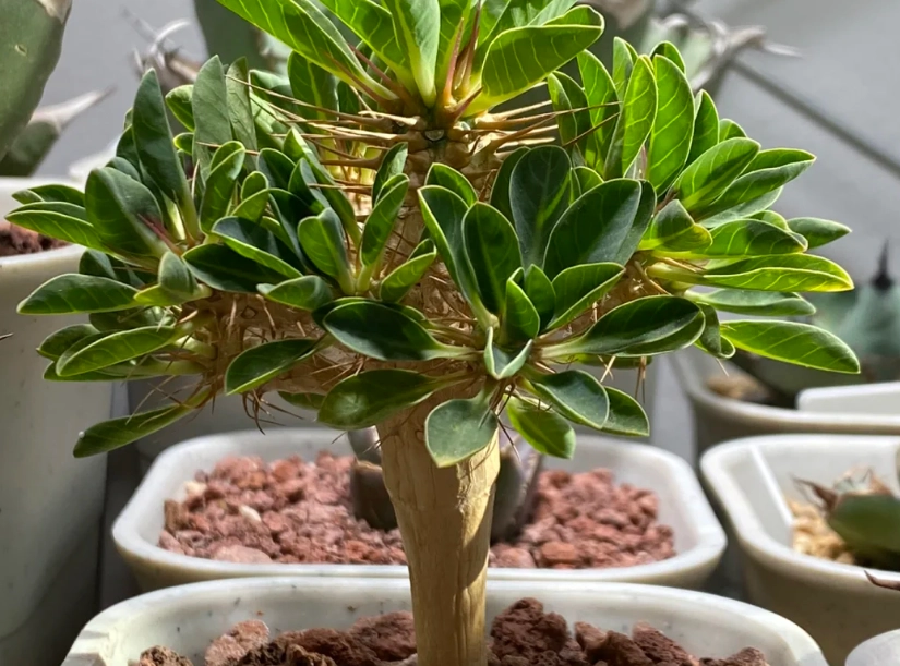 鬼棲閣葉子變黃原因