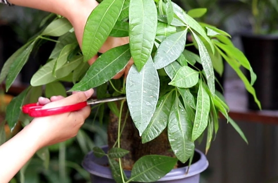 發財樹修剪時間