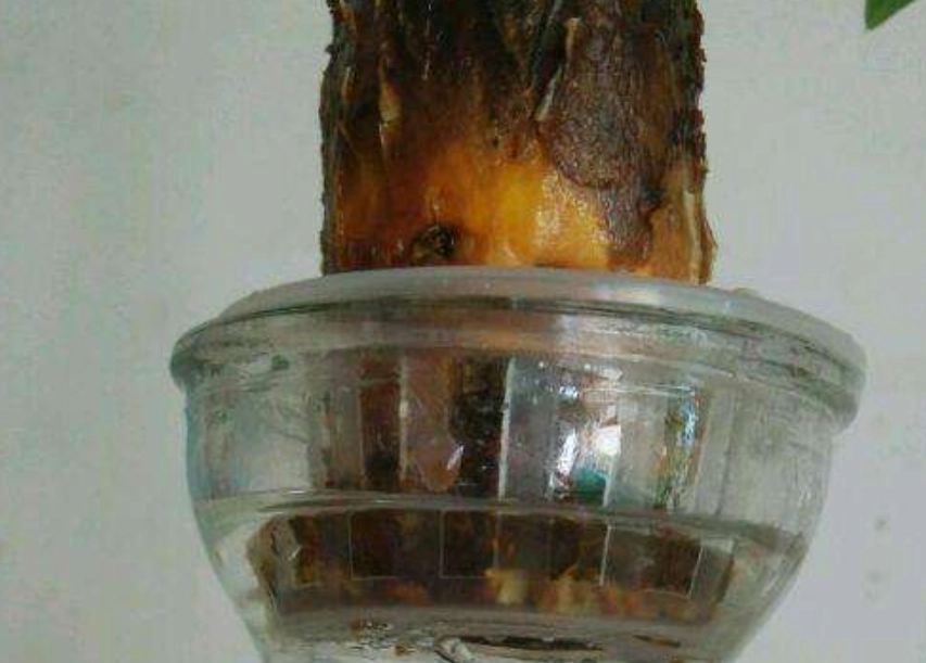 水耕發財樹爛根處理