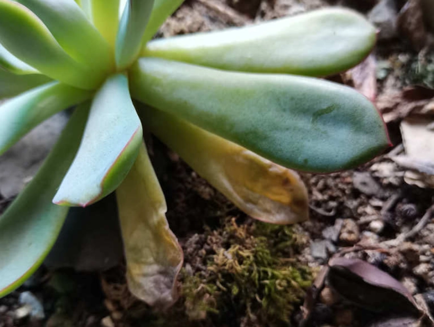 多肉植物葉子爛掉