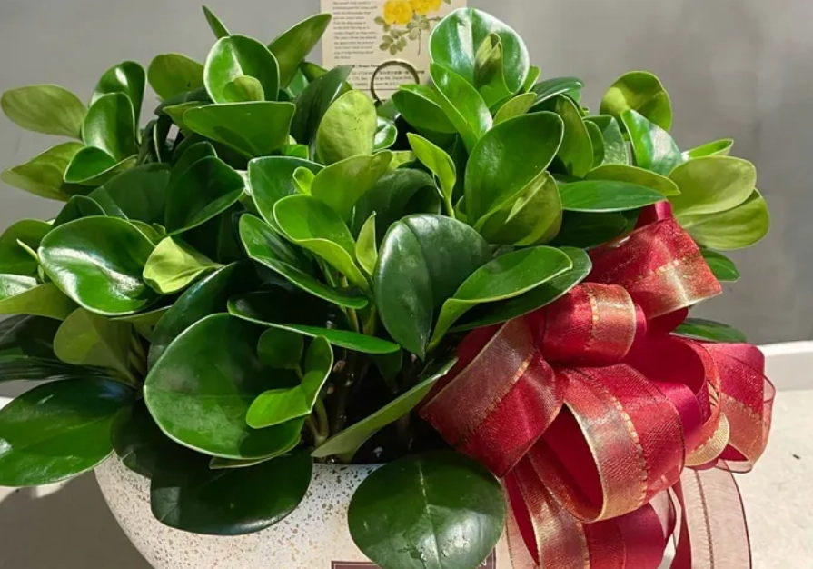 金錢樹圓葉養護