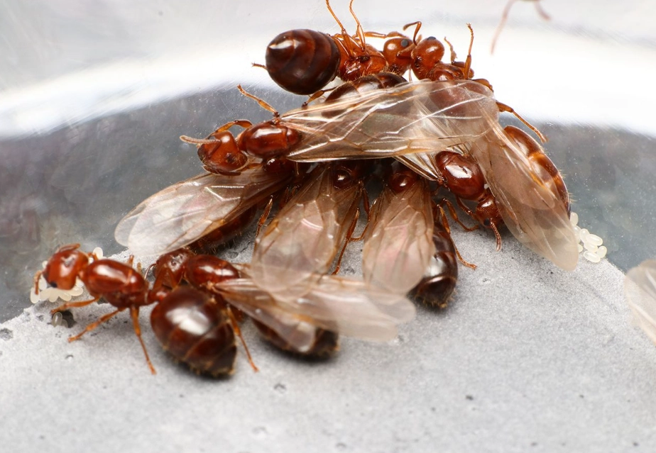 消滅螞蟻夢境解析