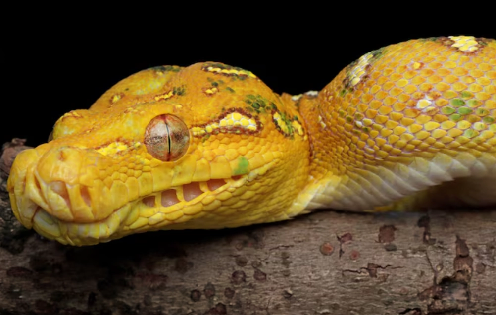 黃色蛇夢境心理學 黃色蛇夢境心理學