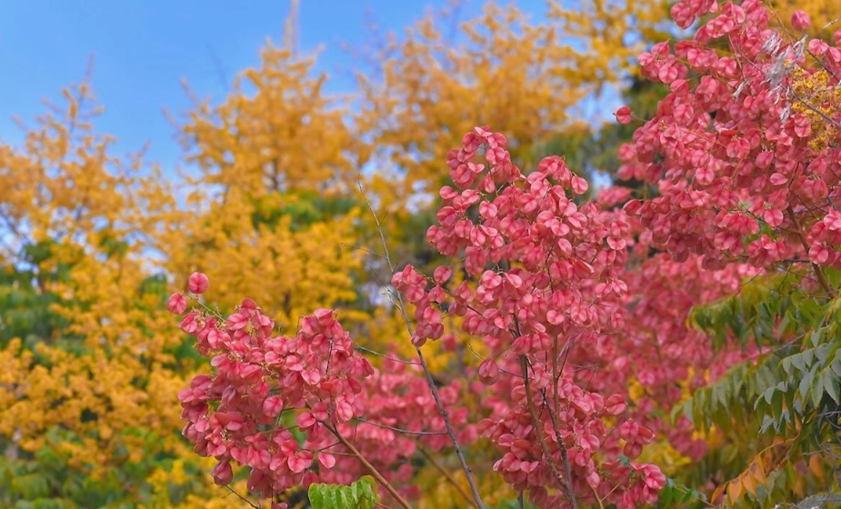 陰影處喬木養護