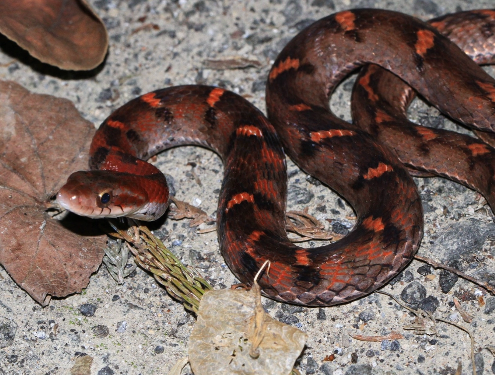 夢到蛇 運勢 夢到蛇 運勢