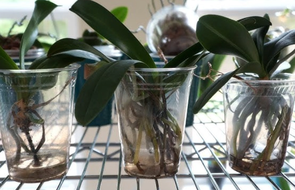 水種蘭花注意事項