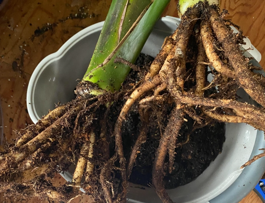 天堂鳥爛根治療