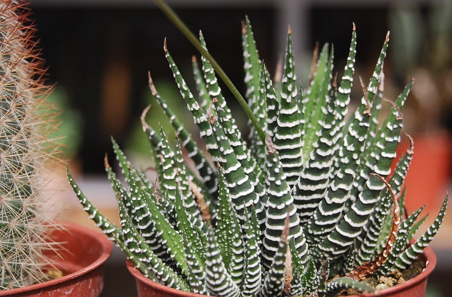 多肉植物養護方法