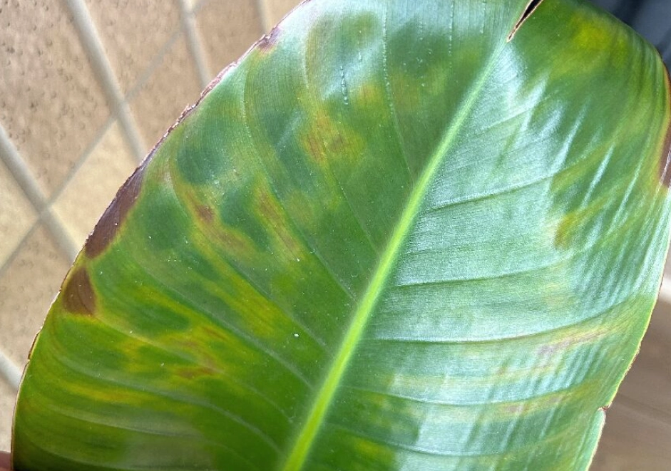 天堂鳥葉子發黃