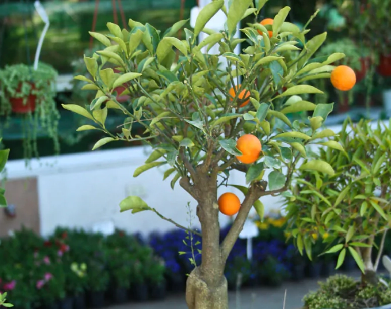 橘子樹盆栽照顧