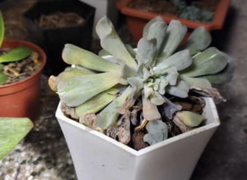 多肉植物葉子爛掉