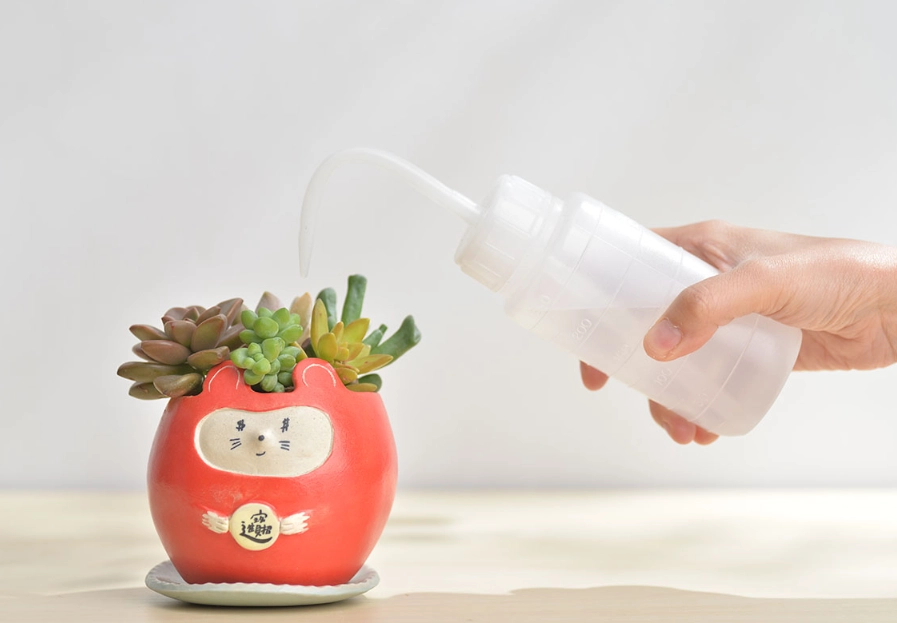 夏天多肉植物照顧