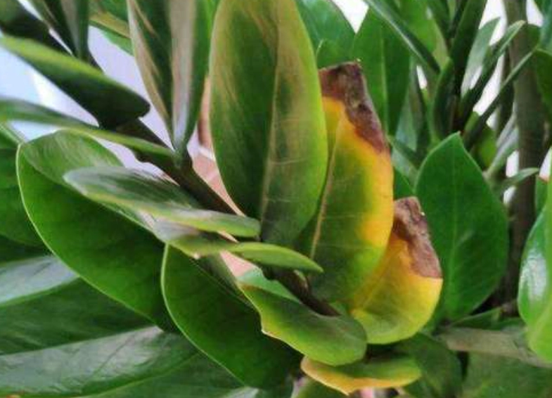 金錢樹葉子變黑原因