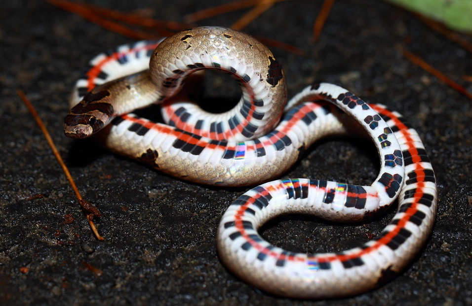 紅蛇 白蛇 夢境解析