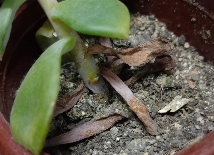 植物死掉土壤處理