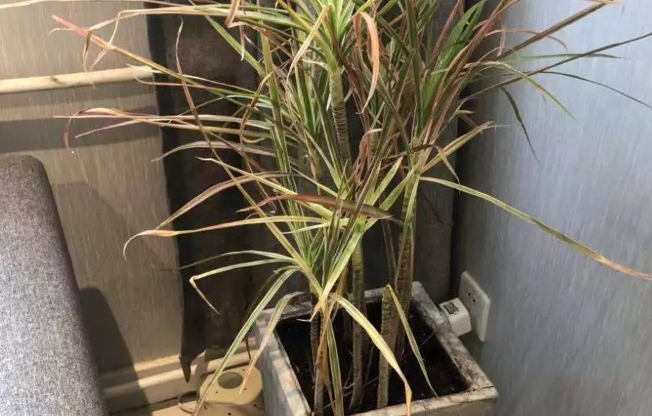 如何避免養死植物