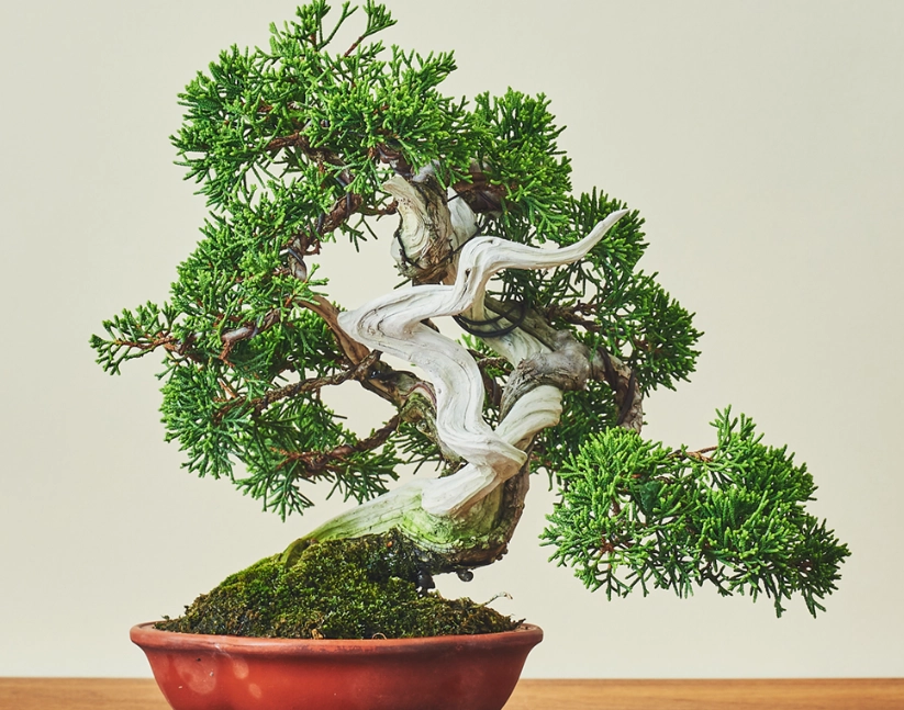 真柏盆景如何挑