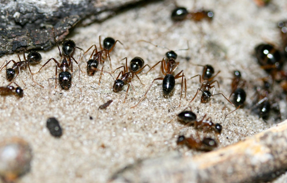 消滅螞蟻夢境解析