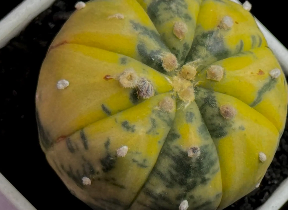 多肉兜變黃原因