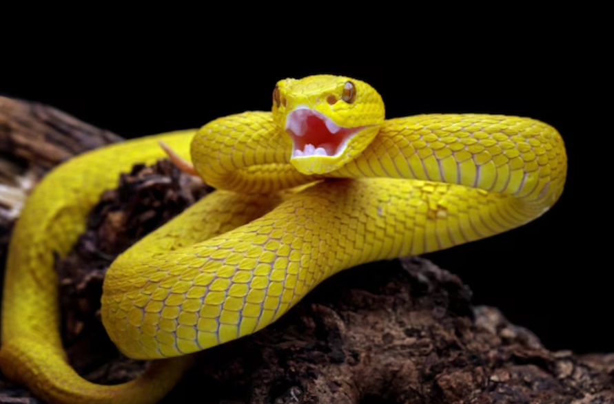 夢境解析黃蛇 夢境解析黃蛇