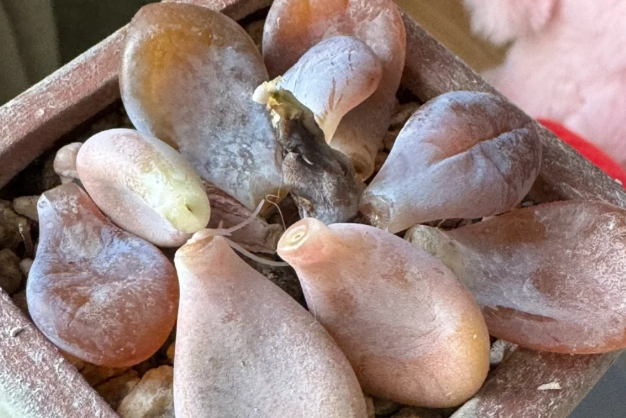 多肉植物葉子爛掉